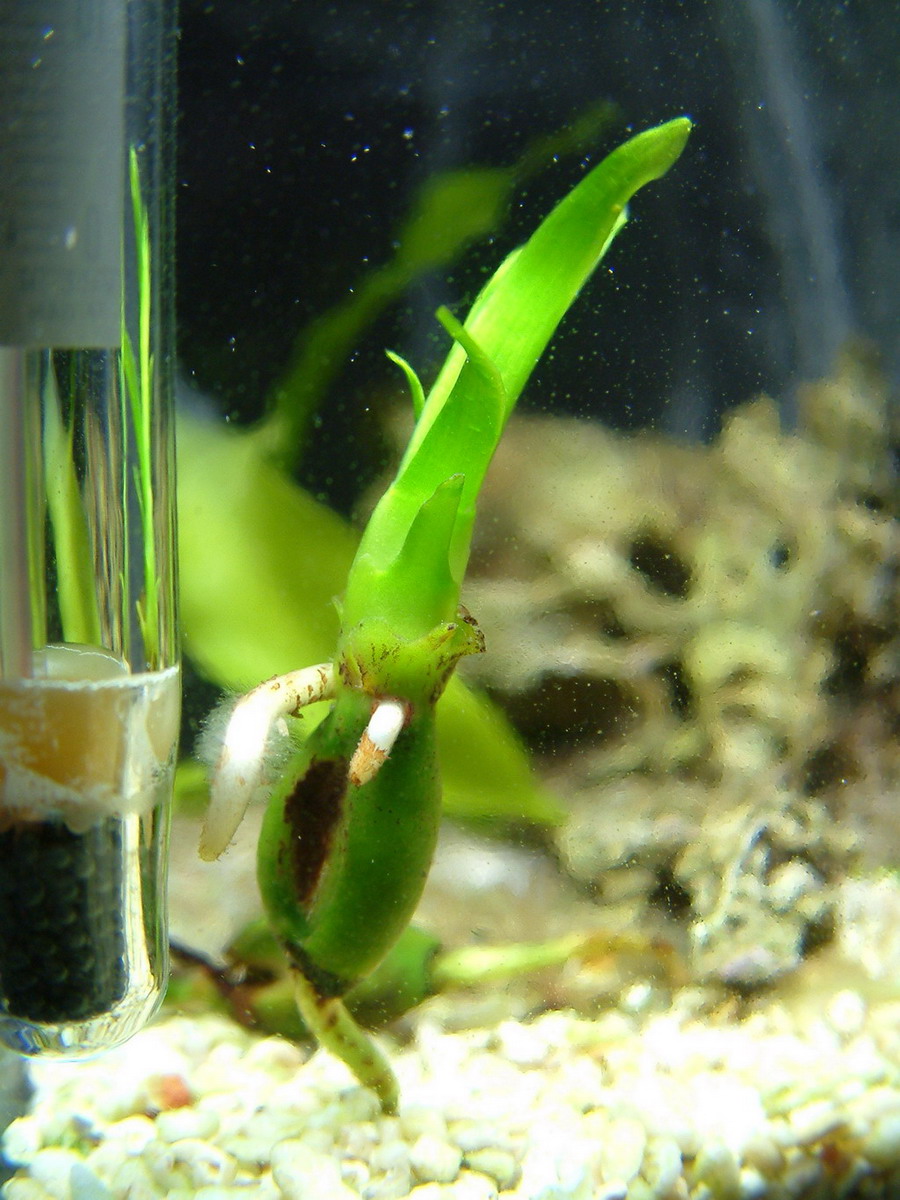 La Posidonia oceanica